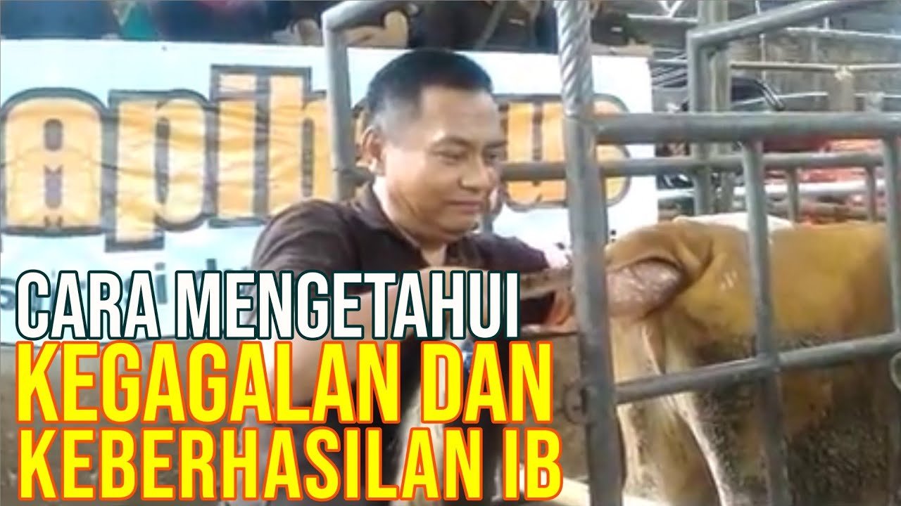 
                                 Keberhasilan-Inseminasi-Buatan-Pada-Sapi-Dan-Penyebab-Kegagalannya
